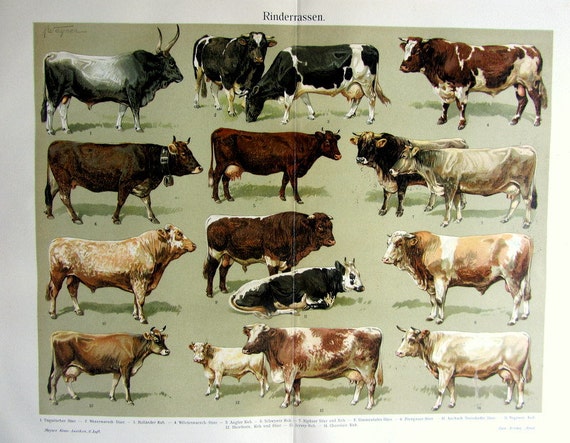 Items similar to 1904 antique cattle BREEDS color lithograph, original ...