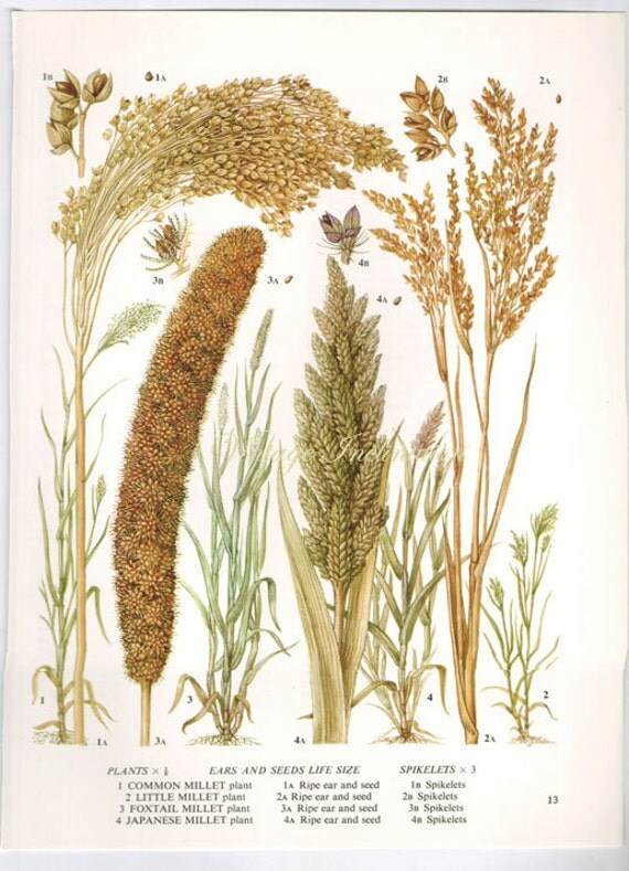 Botanical Millet Grain Print edible plants kitchen vintage decor wall 