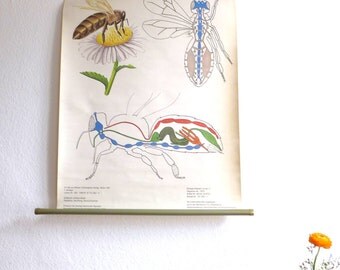 Insect chart | Etsy