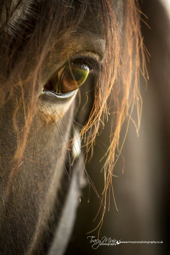 Items similar to Equine Photography Shire Horse, eye horse wall art