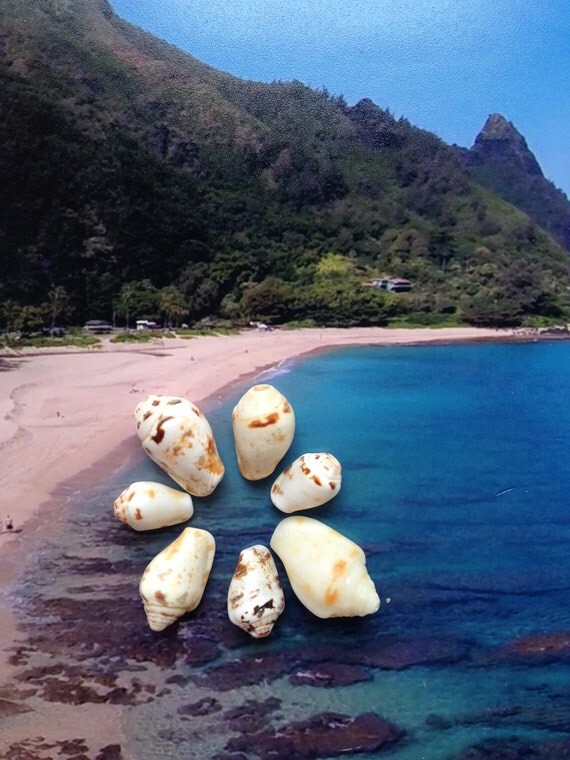 Hawaii Sea Shells Kauai Beach Baubles for Jewelry by BeachBaubles1