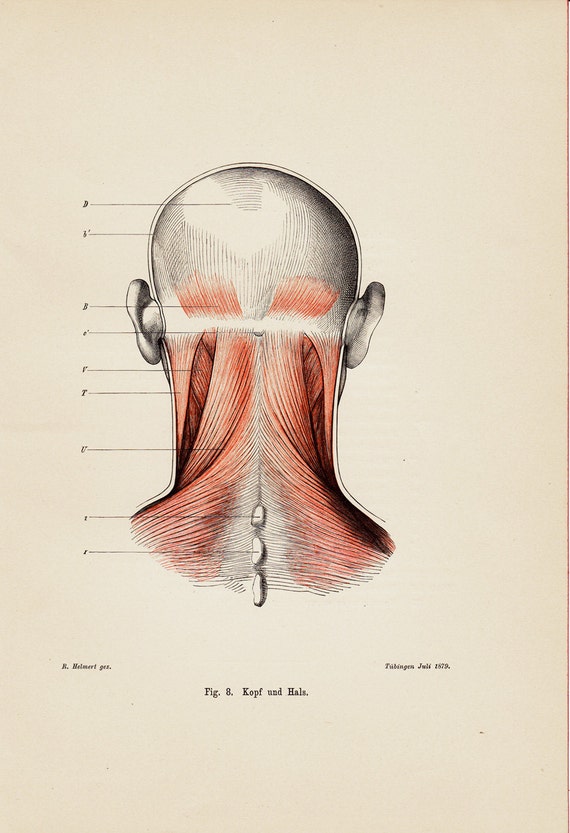 Back Of Head Muscles Anatomy / Head and neck anatomy - Wikipedia / The