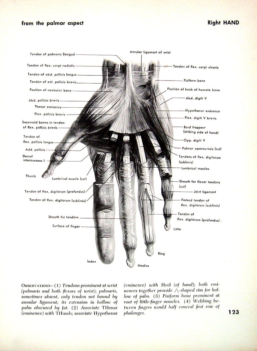 Human Hand Anatomy Right Hand 1951 Vintage by mysunshinevintage