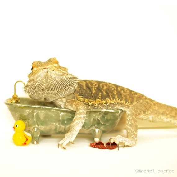 Bearded Dragon As An Adult In The Tub Children's Decor