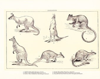 1903 Animal Print - Kangaroos - Vintage Antique Home Decor Book Plate Art Illustration for Framing 100 Years Old