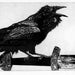 Raven artwork , Raven, crow, Etching. 5 x 7 inch 2010