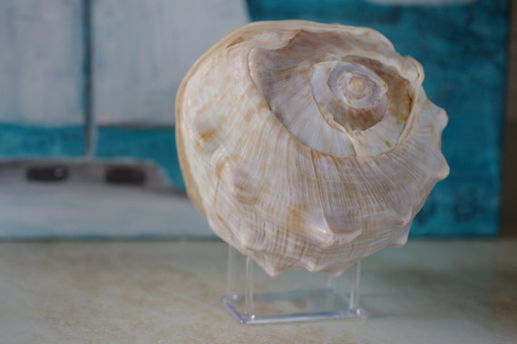 Big King Helmet Conch Beach Decor Seashell Collection