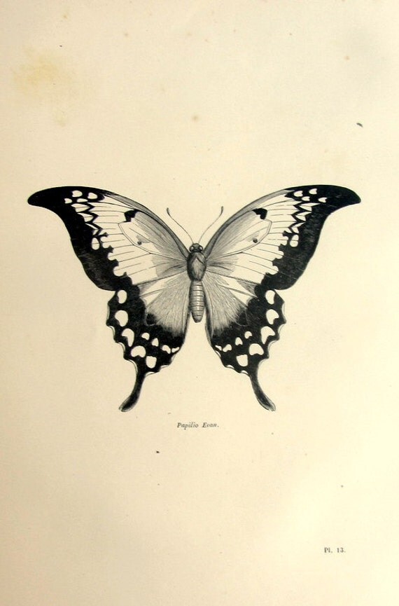 Wonderful antique butterfly print original by LyraNebulaPrints