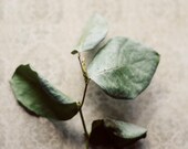 Green, leaves, still life, botanical print, cream, beige, neutrals, modern decor, earth tones, minimalist, fine art print, 11x14 print