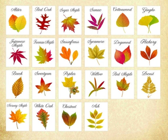 Autumn Leaf Table Cards Autumn Leaf Table Tents by LeafDecor