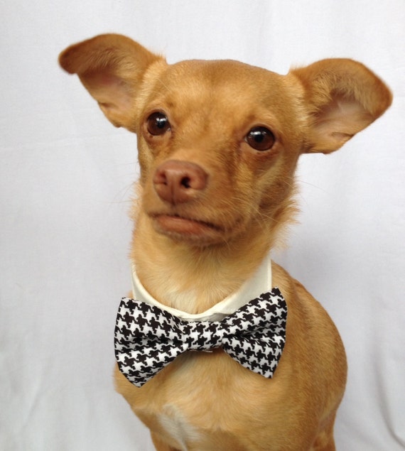 Houndstooth Pet Bow Tie with a White Shirt Collar