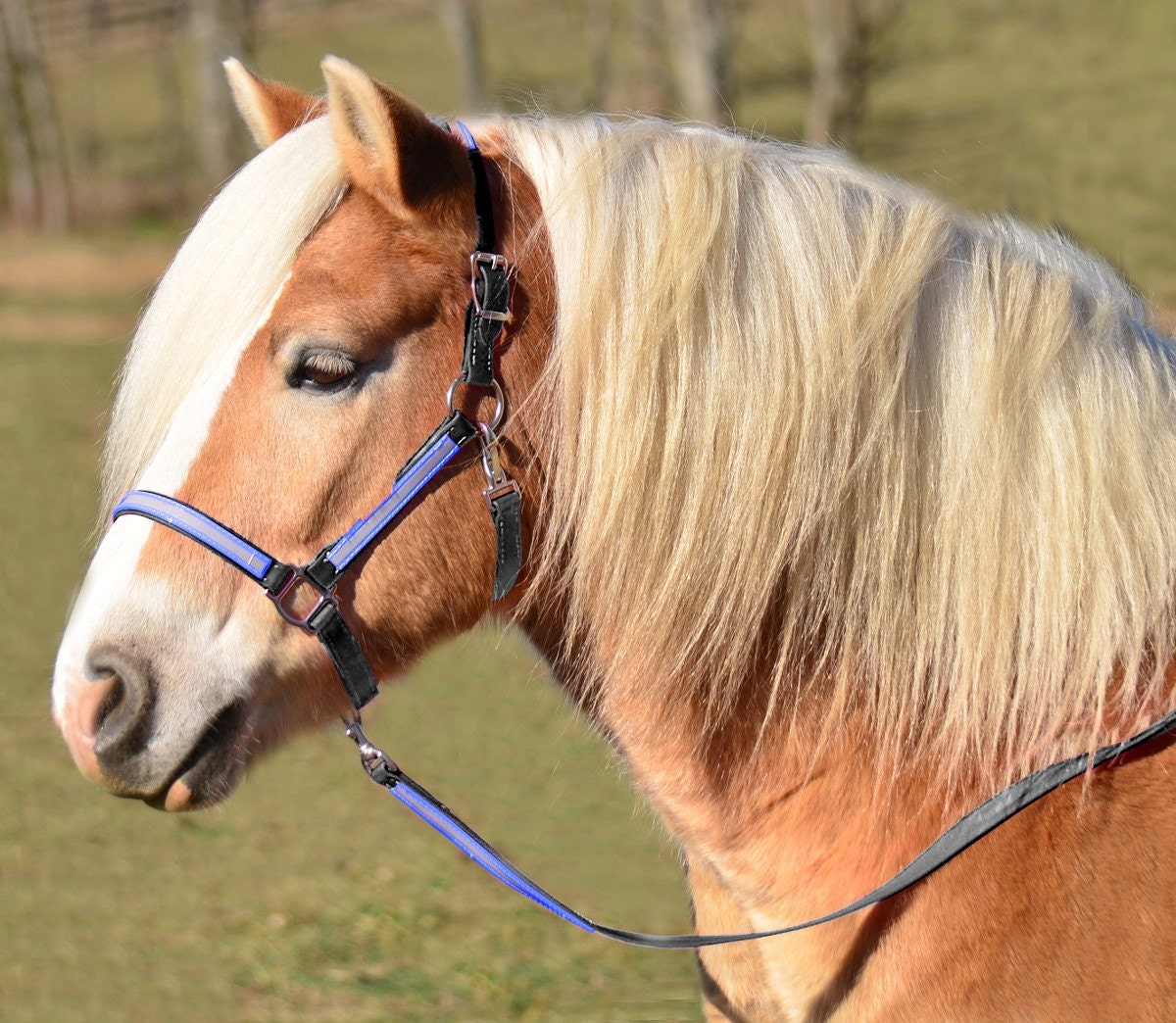 mini-horse-size-halter-lead-reflective-day-glo-beta-by-nar0402