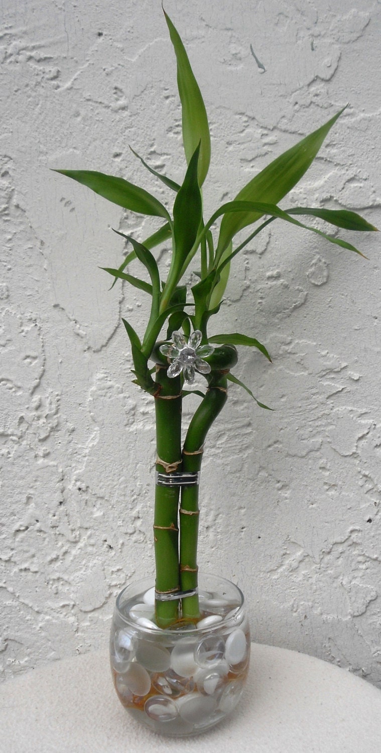 Lucky Bamboo Elegant Arrangment in Glass Vase by HoneyBeadsJewels