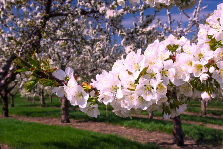 Cherry Blossom Photograph Traverse City Old by LoveMichiganPhotos