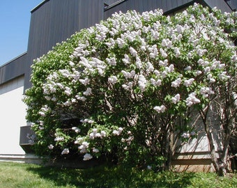 50 Common Lilac Tree Seeds, Syringa vulgaris