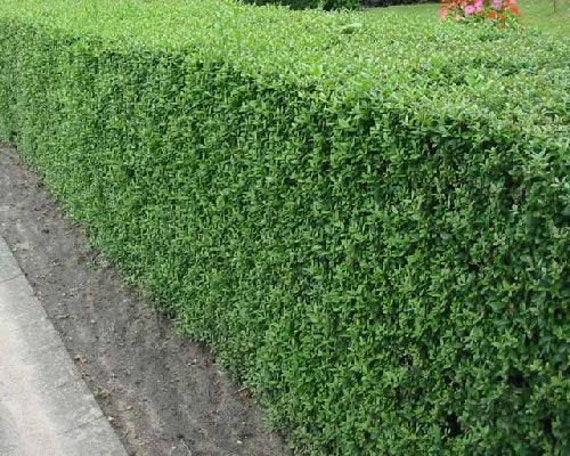 50 Common Privet Seeds Ligustrum vulgare