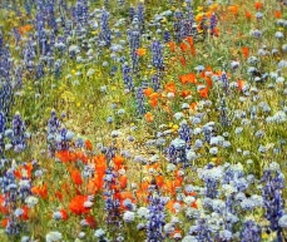 Wildflowers Of The Pacific Northwest Oregon Organic Seeds