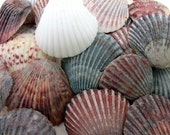 All Natural Scallop Shells  Atlantic Ocean Seashells