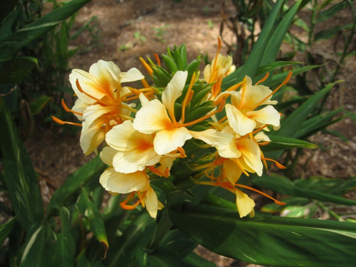 Dr Moy Ginger Perennial Bulbs Variegated Ornamental Aromatic