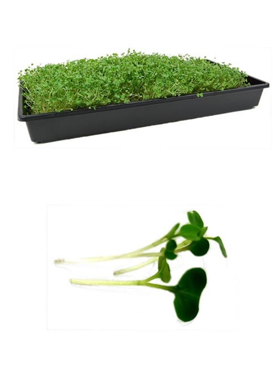 Long Island Brussel Sprouts Microgreen Seeds 4 Oz. Package