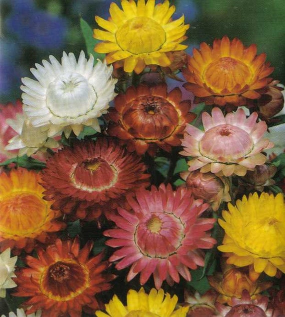 Items similar to A 0.5g giant strawflower seeds SWISS GIANT Mixed color