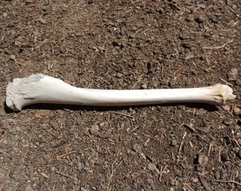 Deer leg Bone