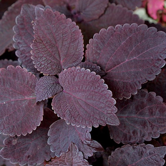 Coleus Seeds Dark Chocolate Coleus Pelleted seeds.Great