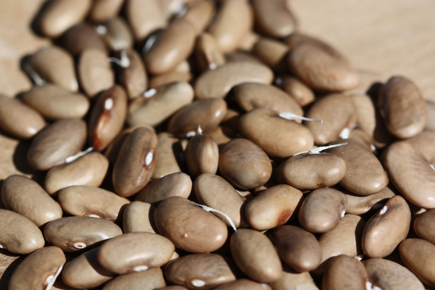 BIG SALE Heirloom Bean Gold of Bacau Wax Pole