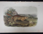 Antique Audubon Print Quad Parry's Marmot Squirrel No 2 Plate IX Litho 1851