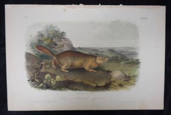Antique Audubon Print Quad Parry's Marmot Squirrel No 2 Plate IX Litho 1851