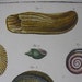 Large Antique Shell Print Lamarck Histoire Naturelle Coquille Engraving PL LVX