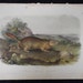 Antique Audubon Print Quad Parry's Marmot Squirrel No 2 Plate IX Litho 1851