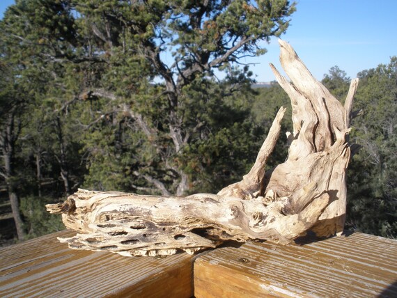 Cholla Cactus Root Terrarium Wood OOAK