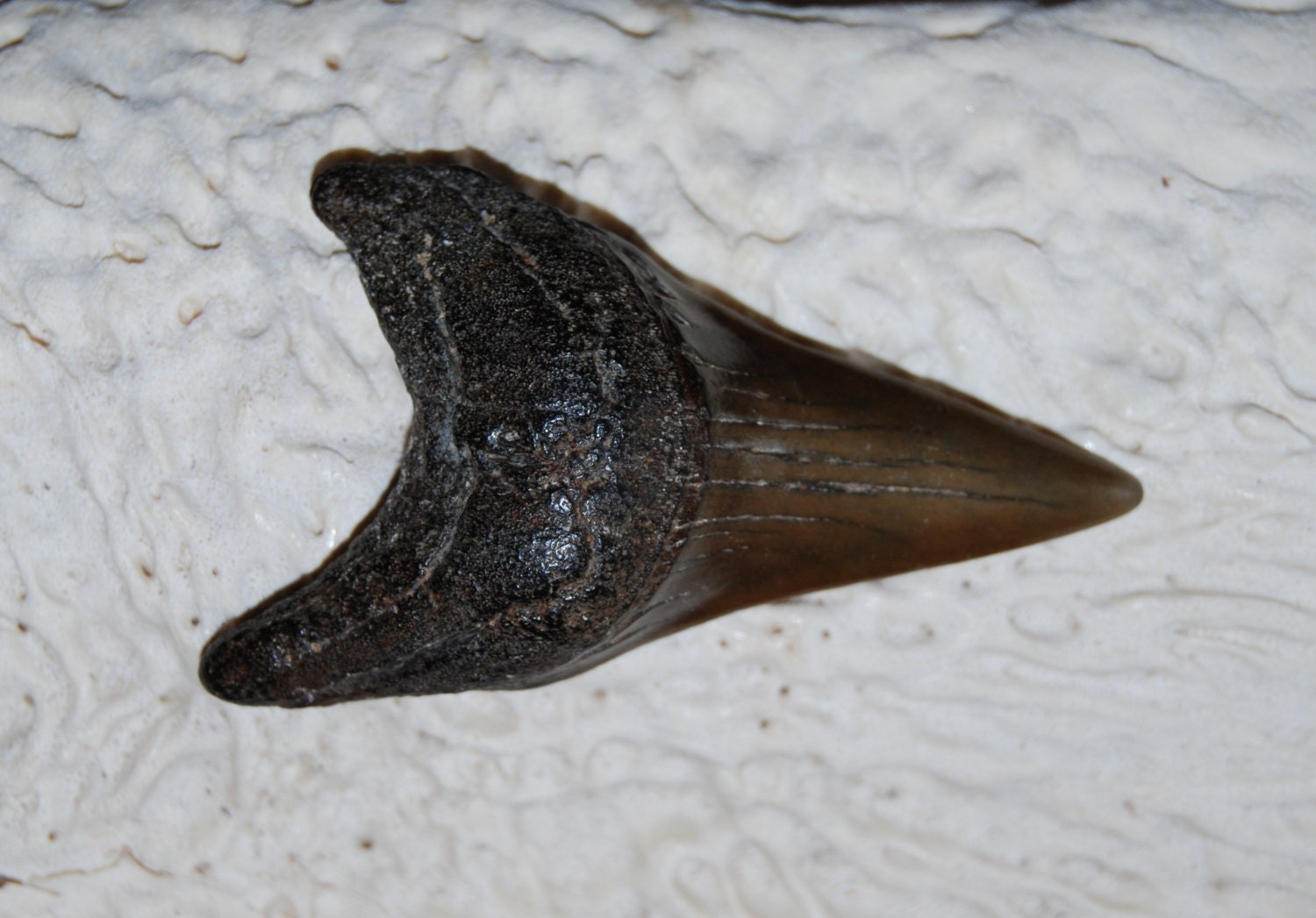 Fossilized Shark Tooth Extinct Mako Shark by ArtifactsandFossils