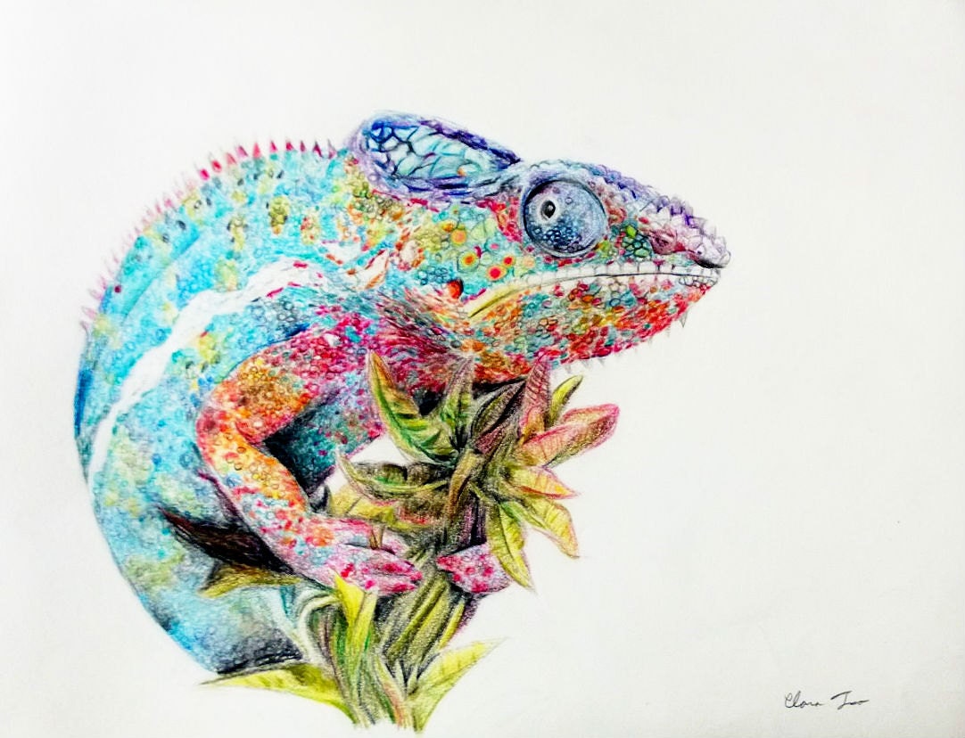 Colored Pencil Drawing Chameleon Original Animal Art.
