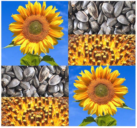 200 x PEREDOVIK Sunflower Seeds Best For by ALLooABOUTooSEEDS