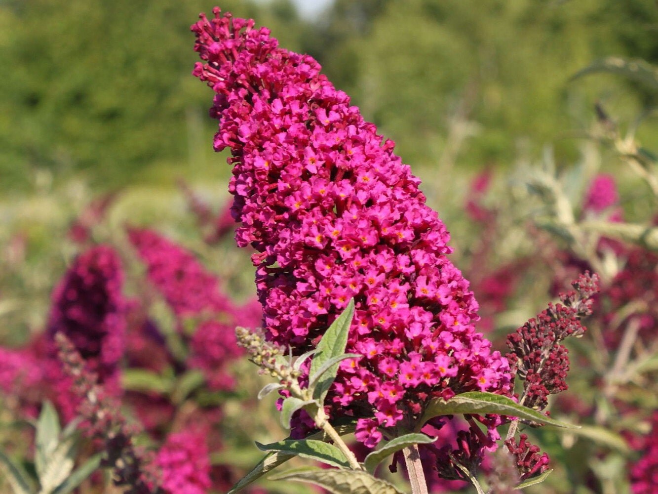 BUZZ™ Velvet Butterfly Bush Compact/Short Heavy by HirtsGardens