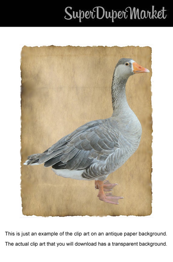 grey goose clip art - photo #25