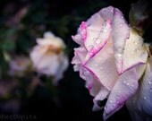Rain Drops on Texas Rose Fine Art Photo Print Rain Drops on Texas Rose Fine Art Photo Print