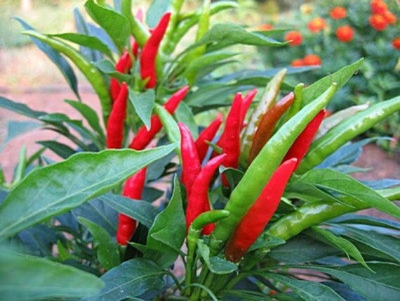 red thai hot chili pepper 100 seeds bird's eye chili