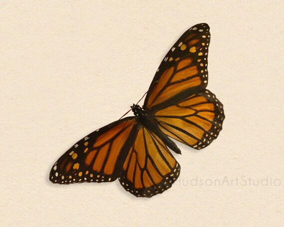 Monarch butterfly print Nature photography 8x10 print Wall Art