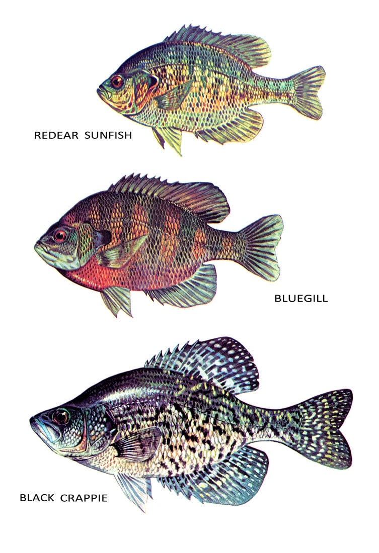 Fish Classification Poster Sunfish Bluegill Black Crappie