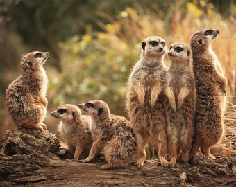 meerkat print on Etsy, a global handmade and vintage marketplace.
Meerkat
