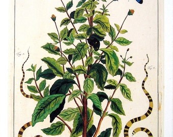 Avestruz ñandú Kiwi Casuario etc.. Vintage por mysunshinevintage