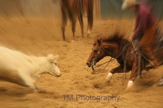 Cutting Horse Cutting Horse Photography Horse Horse