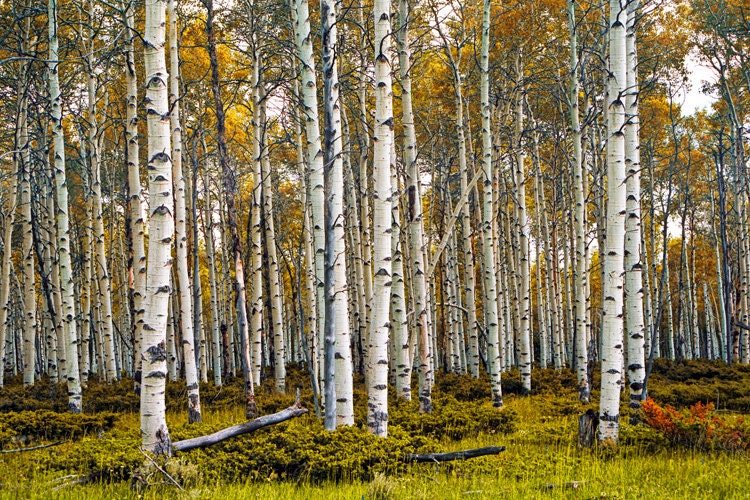 Birch Tree Grove in Fall with Autumn Leaves Medium Format Film