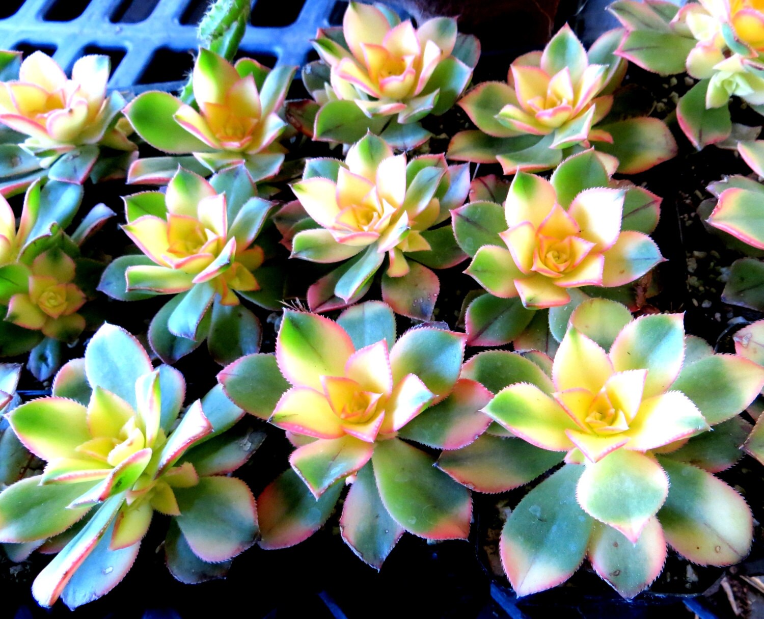 Pretty Kiwi Aeonium Succulent Plant colorful pink by PlantTrader