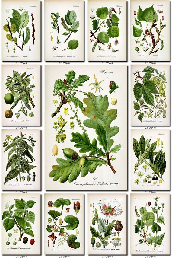 LEAVES GRASS-47 Collection of 162 vintage images vegetable botanical High resolution digital download printable herbarium flowers ferns dpi