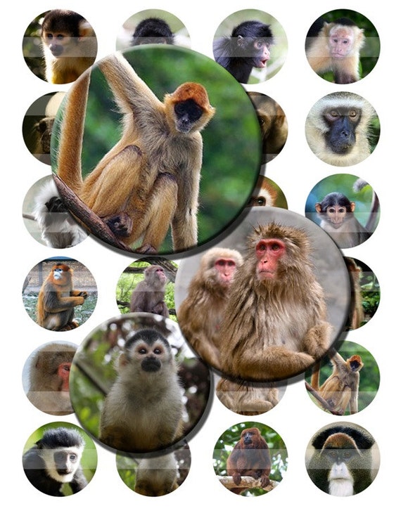 Monkeys Zoo Animals Wild Ape Digital Images Collage Sheet 1.5