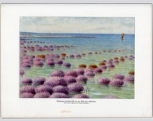 Popular items for coral reef print on Etsy